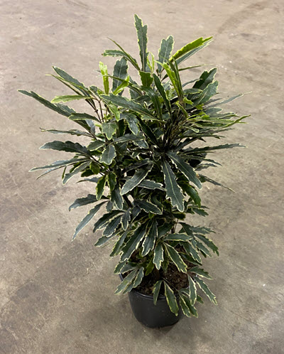 4" Aralia Bianca